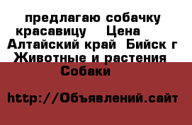 предлагаю собачку красавицу. › Цена ­ 0 - Алтайский край, Бийск г. Животные и растения » Собаки   
